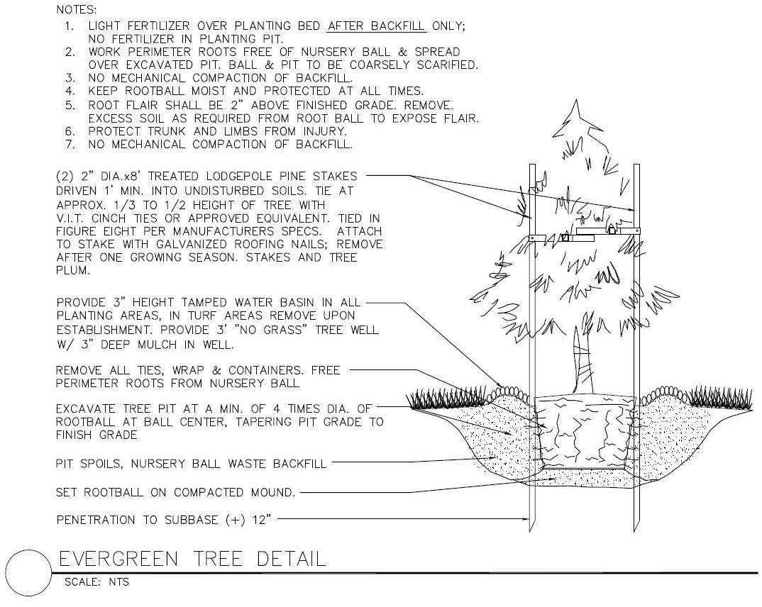 tree_detail